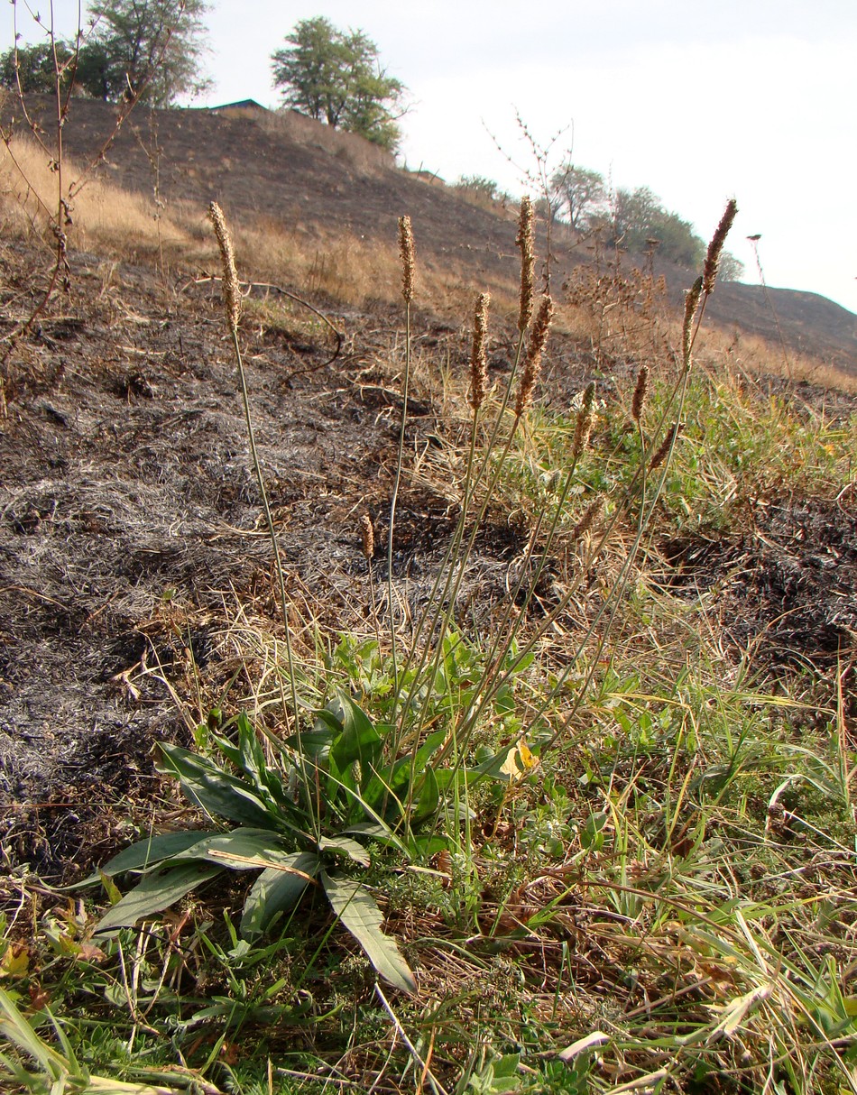 Image of Plantago lanceolata specimen.