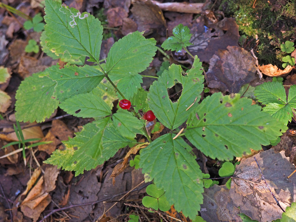 Изображение особи Rubus saxatilis.