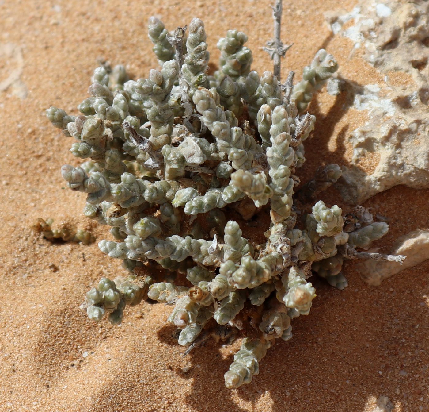 Изображение особи Salsola tetragona.