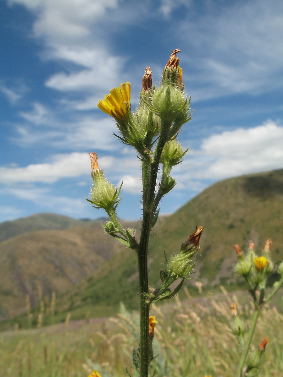 Image of Picris nuristanica specimen.