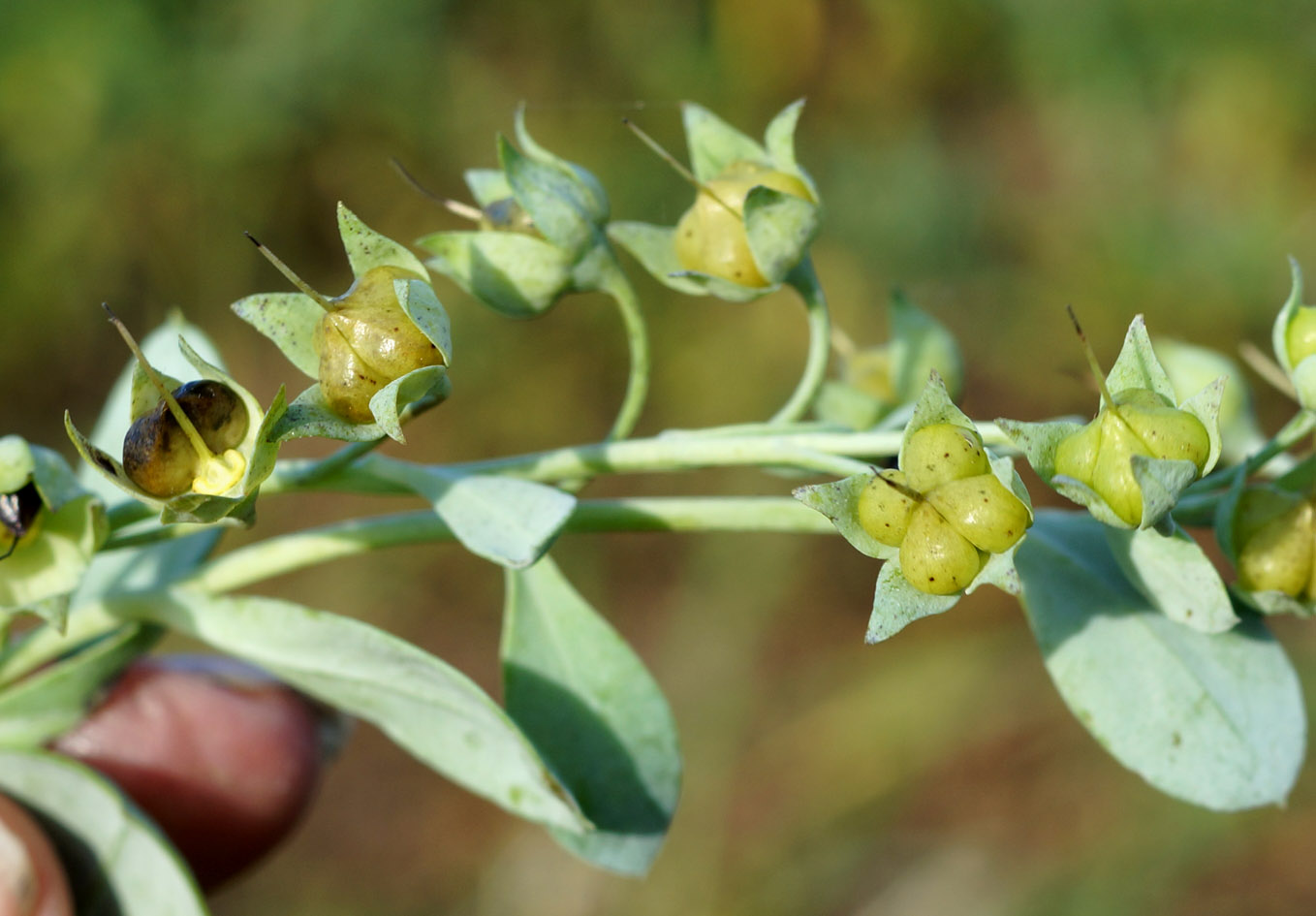 Image of Mertensia maritima specimen.