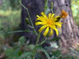 Hieracium umbellatum. Средняя часть растения с соцветиями. Свердловская обл., окр. г. Североуральск, сосняк на известняках. 16.08.2007.