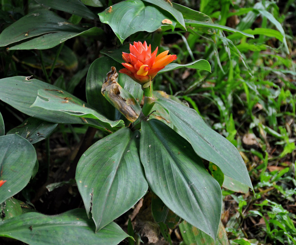 Изображение особи Costus productus.