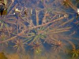 Stratiotes aloides. Растение в толще воды. Чувашия, окрестности г. Шумерля, оз. Глуховское. 8 мая 2008 г.