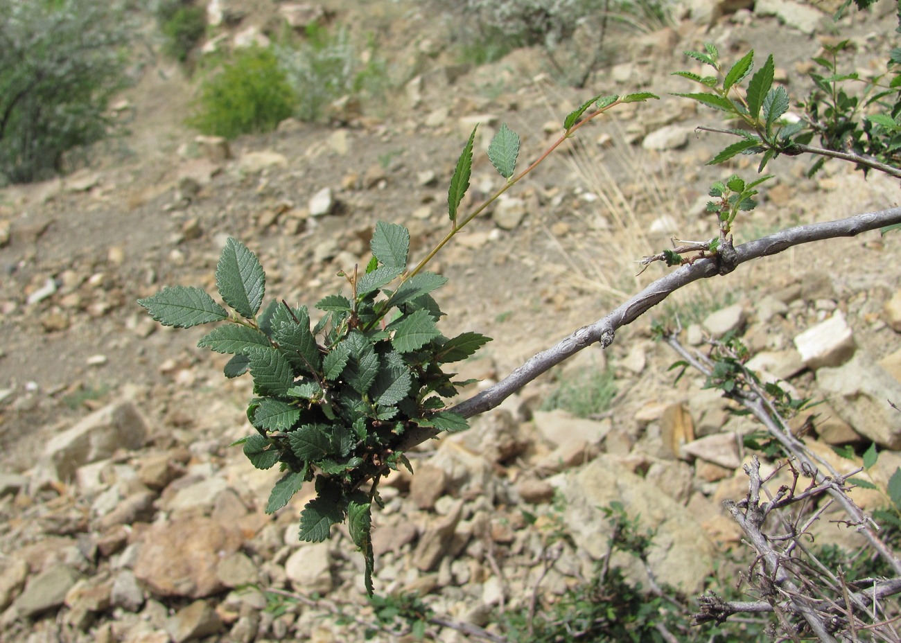 Изображение особи Ulmus pumila.