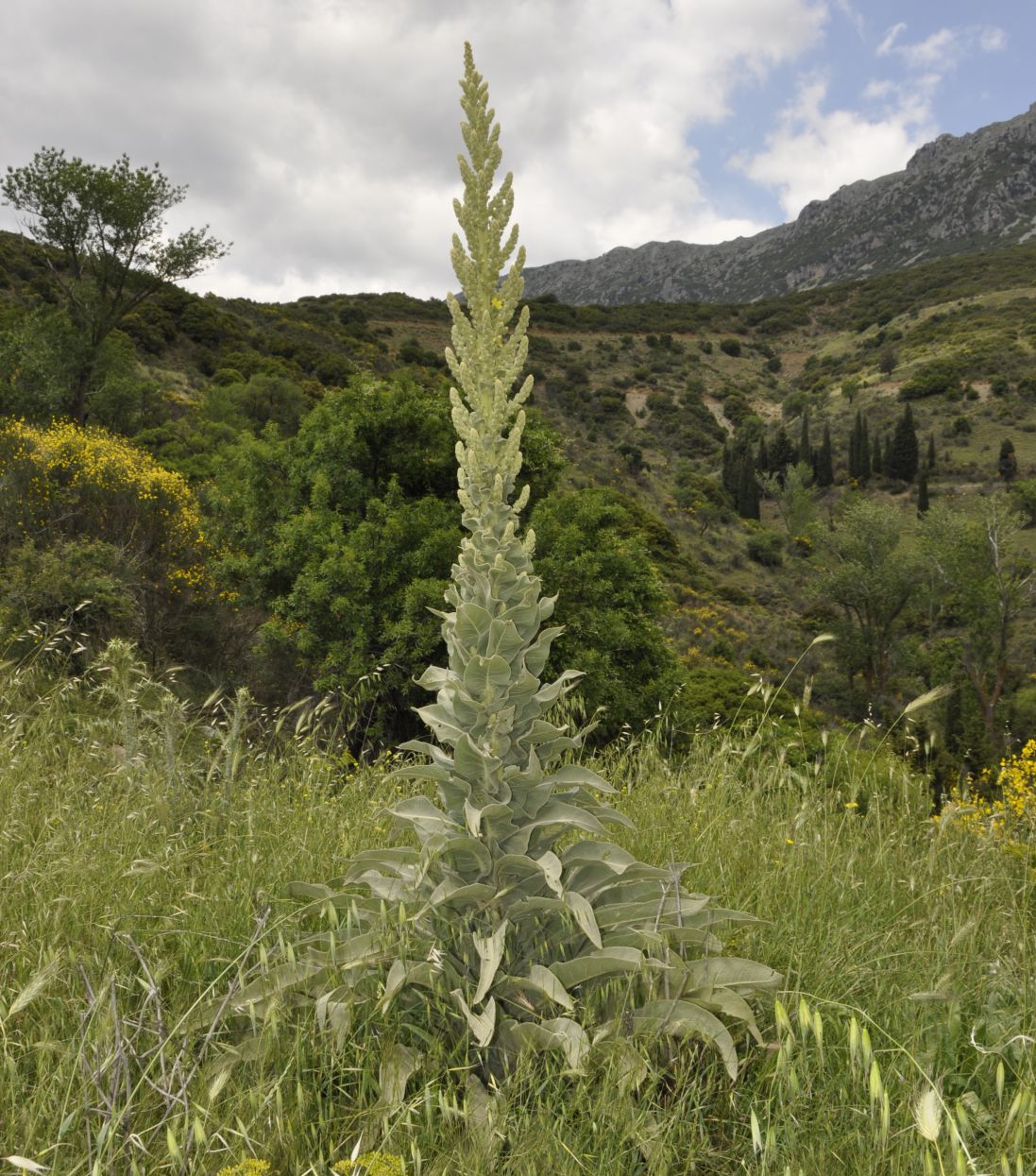 Image of Verbascum speciosum specimen.