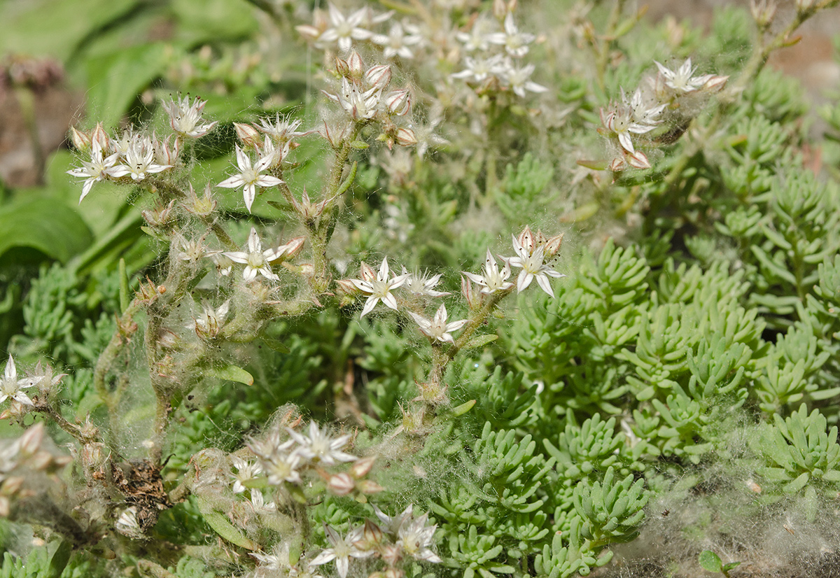 Image of Sedum pallidum ssp. bithynicum specimen.