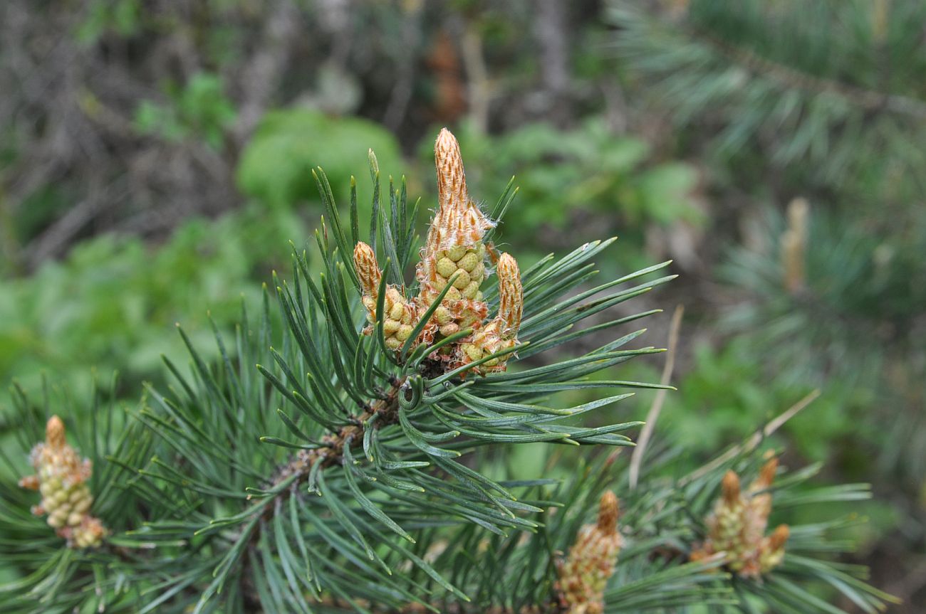 Image of Pinus sylvestris ssp. hamata specimen.