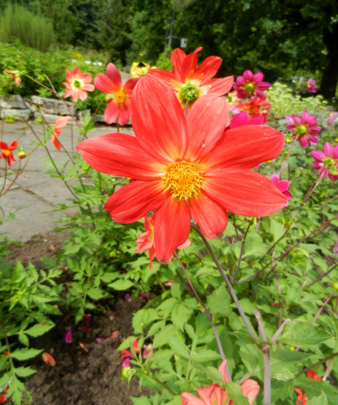 Image of Dahlia coccinea specimen.