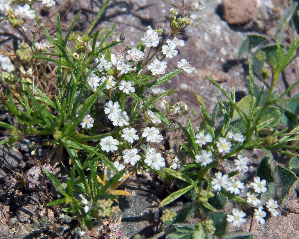 Изображение особи Aphanopleura leptoclada.