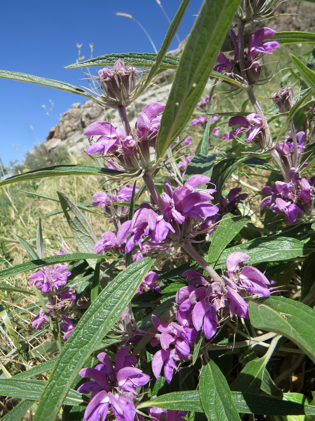 Изображение особи Phlomis regelii.