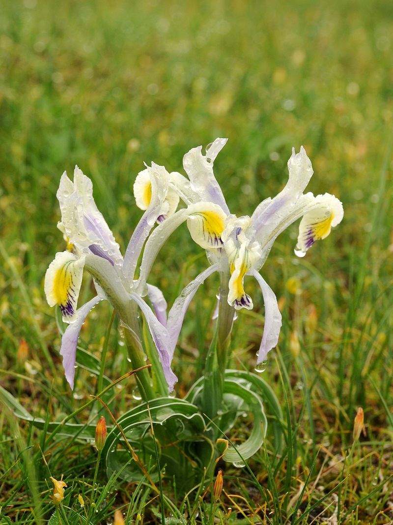 Image of Juno narbutii specimen.