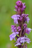 Gymnadenia conopsea. Верхушка соцветия. Карачаево-Черкесия, Зеленчукский р-н, окр. пос. Архыз, хребет Абишира-Ахуба, южный склон перевала Речепста, 2760 м н.у.м., субальпийский луг. 01.08.2018.