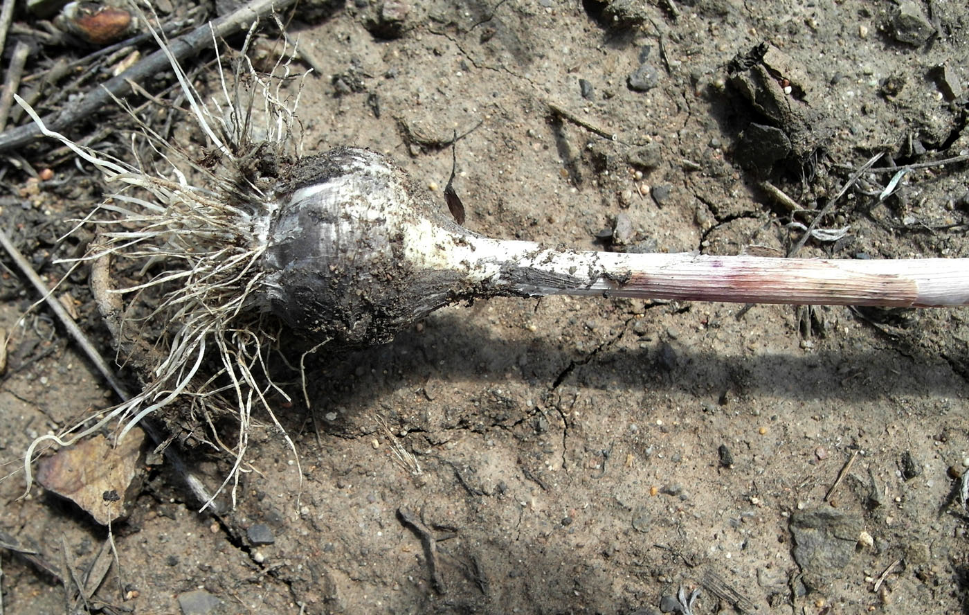 Image of Allium tulipifolium specimen.