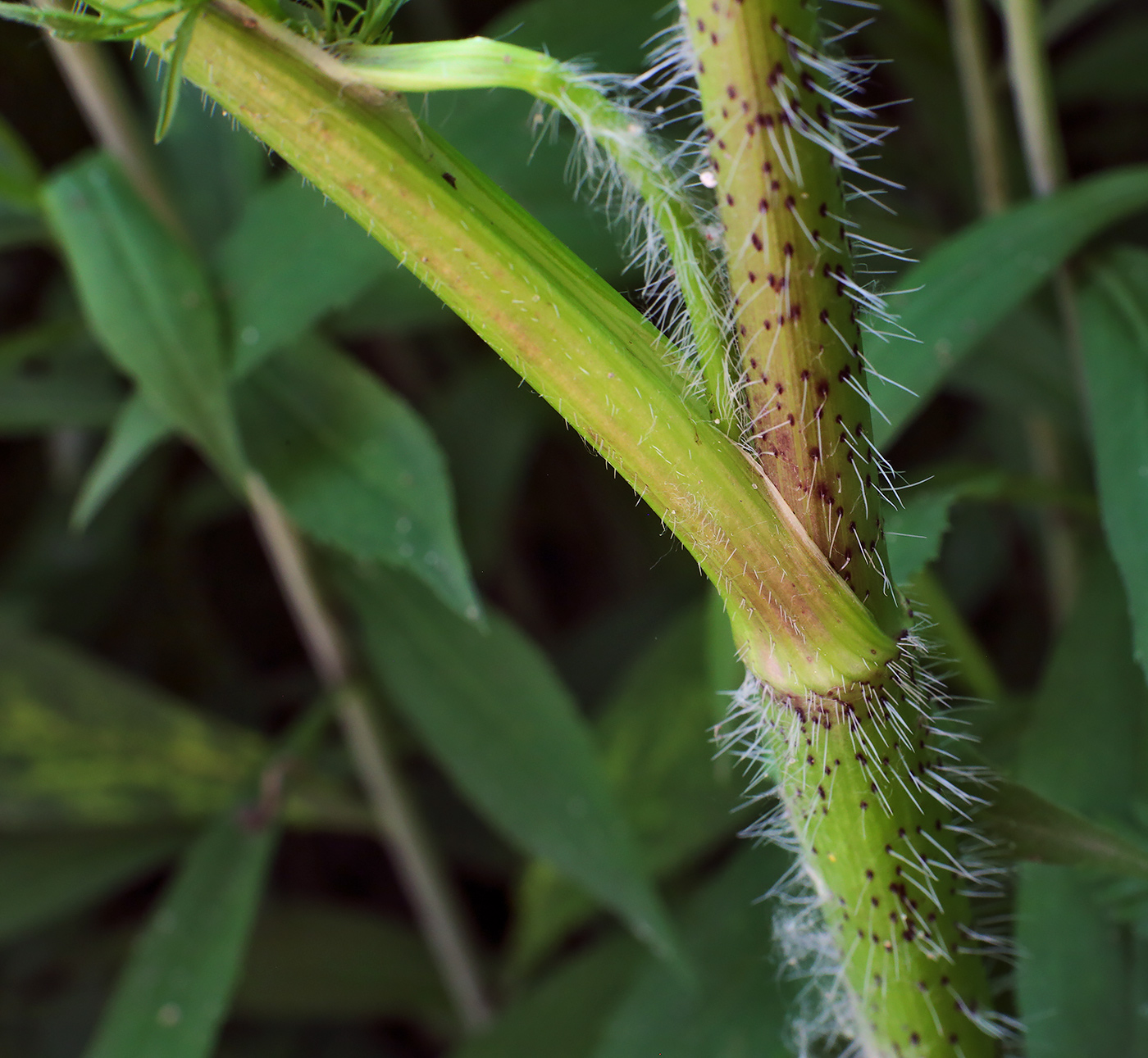 Image of Chaerophyllum prescottii specimen.