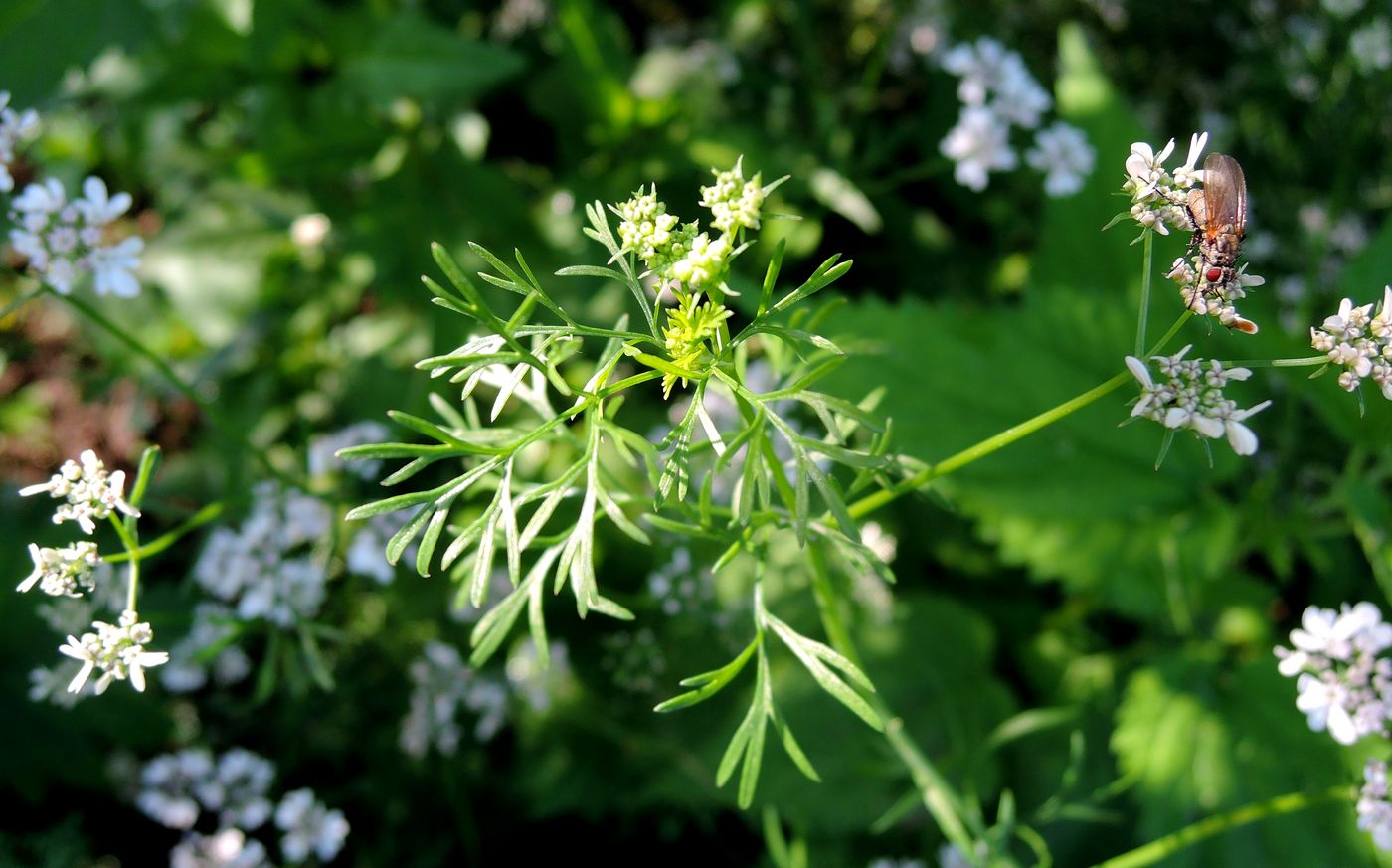 Image of Coriandrum sativum specimen.