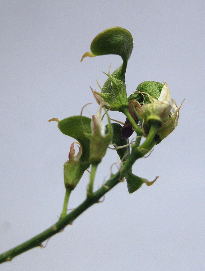 Image of Medicago &times; varia specimen.