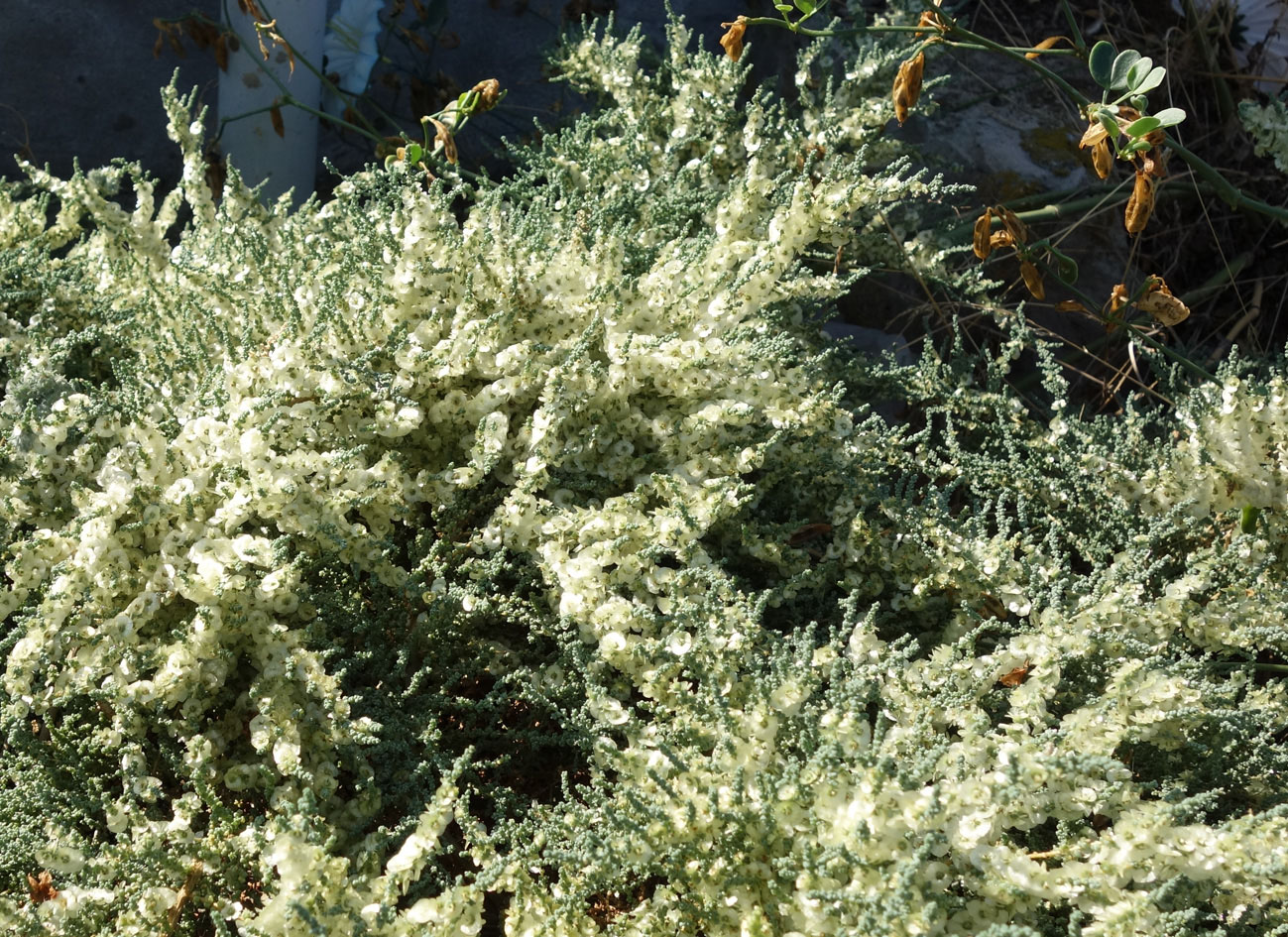 Image of Salsola dendroides specimen.