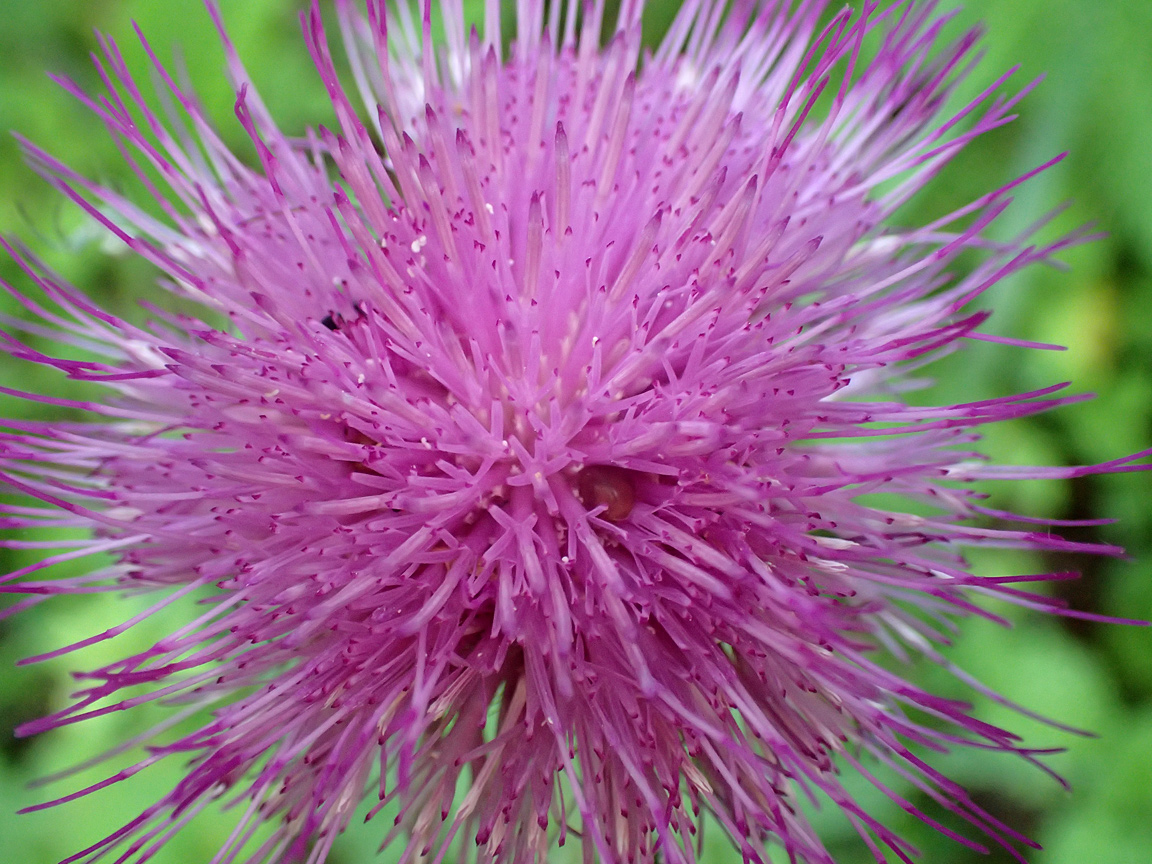 Изображение особи Cirsium heterophyllum.