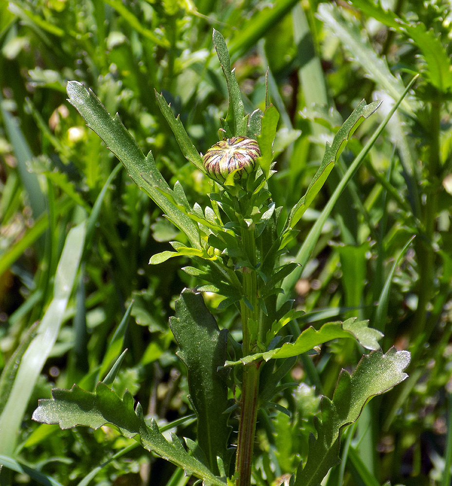 Изображение особи Leucanthemum vulgare.