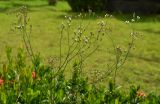 Смотреть изображение Cyanthillium cinereum
