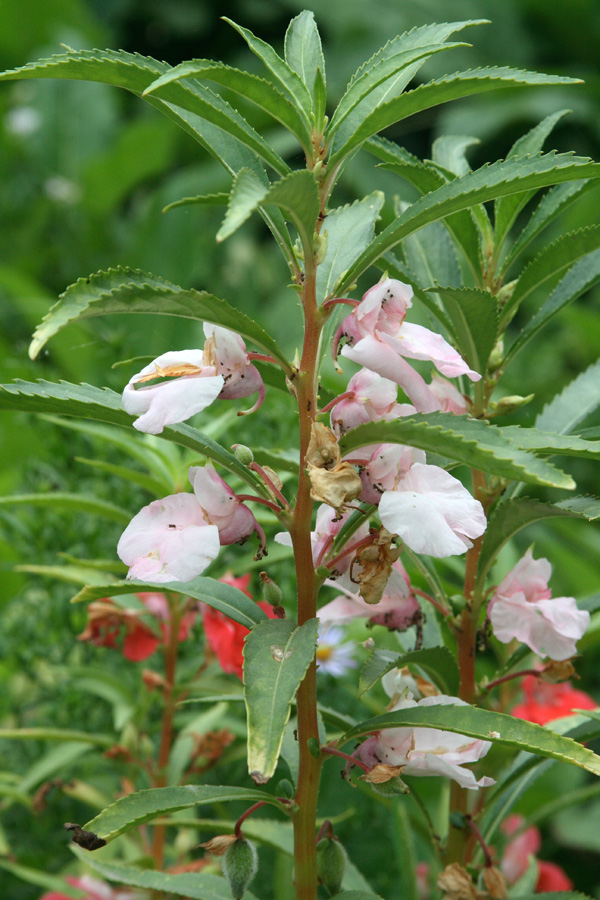 Image of Impatiens balsamina specimen.