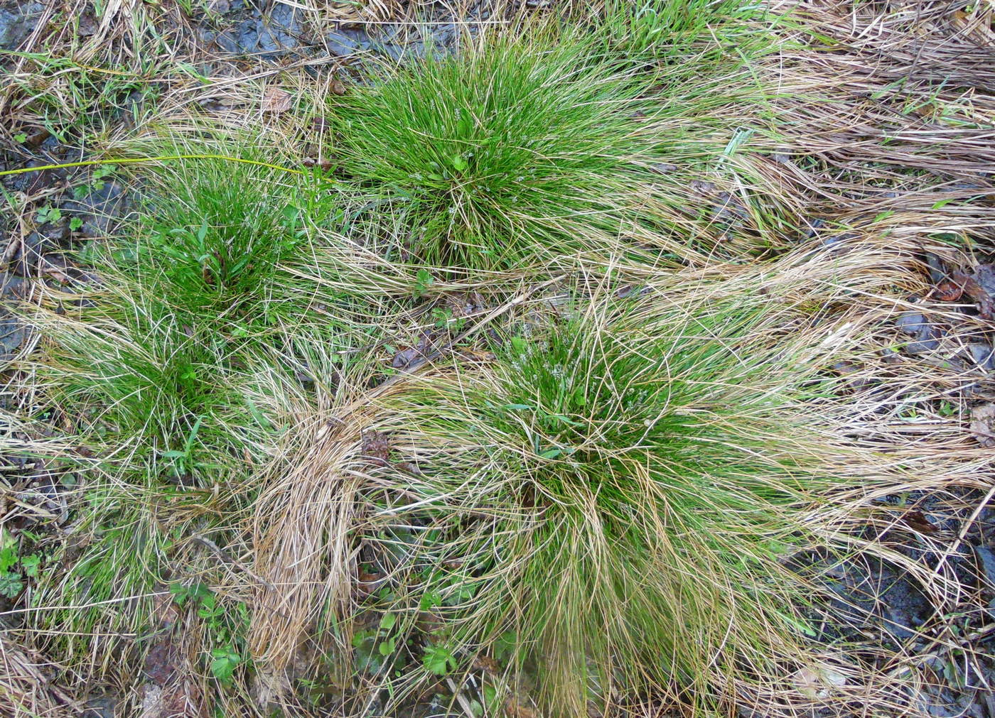 Image of Carex davalliana specimen.