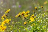 Inula salicina. Верхушки цветущих растений. Псковская обл., Печорский р-н, Изборско-Мальская долина восточнее оз. Городищенское, суходольный злаково-разнотравный луг. 03.08.2019.