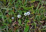 Gentiana pseudoaquatica. Цветущие растения. Алтай, Кош-Агачский р-н, долина р. Нарын-Гол, ≈ 2200 м н.у.м., пойменная терраса. 15.06.2019.