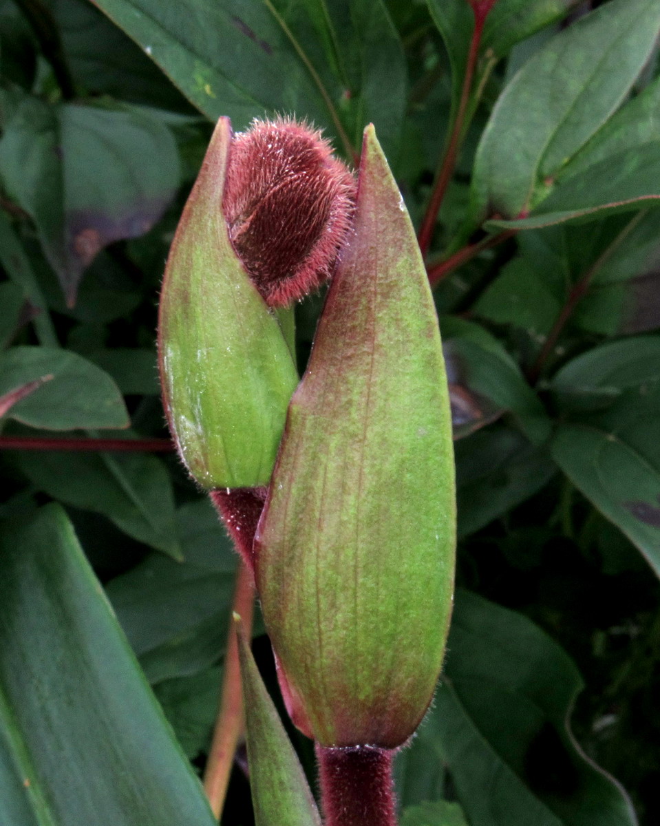 Image of Phragmipedium kovachii specimen.