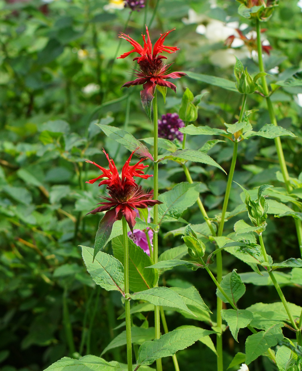 Image of Monarda didyma specimen.