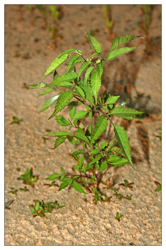 Изображение особи Bidens frondosa.