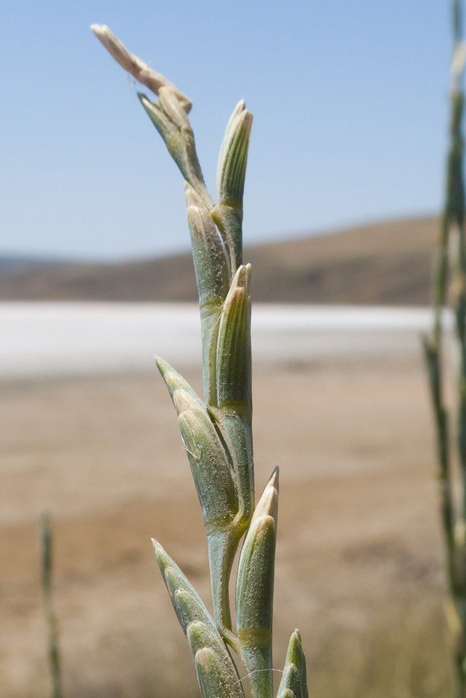 Изображение особи Elytrigia obtusiflora.