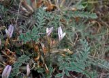 Astragalus dolichophyllus. Соцветие и листья. Астраханская обл., берег оз. Баскунчак, окр. Баскунчакской пещеры, сухая степь. 02.05.2019.