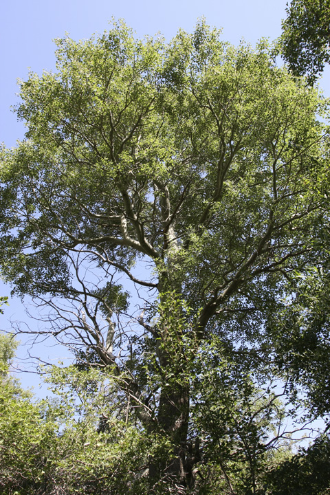 Изображение особи Populus berkarensis.