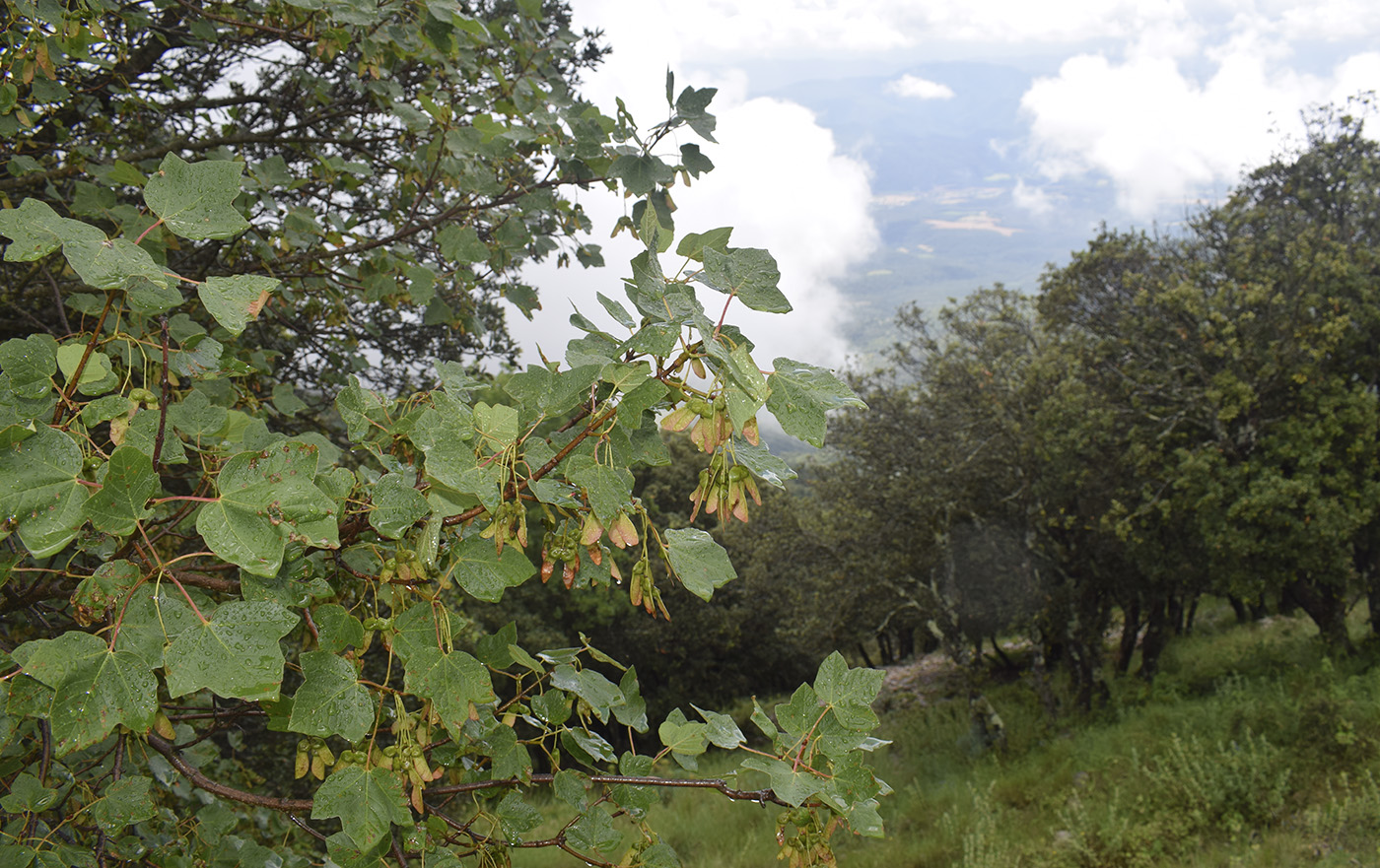 Image of Acer opalus specimen.