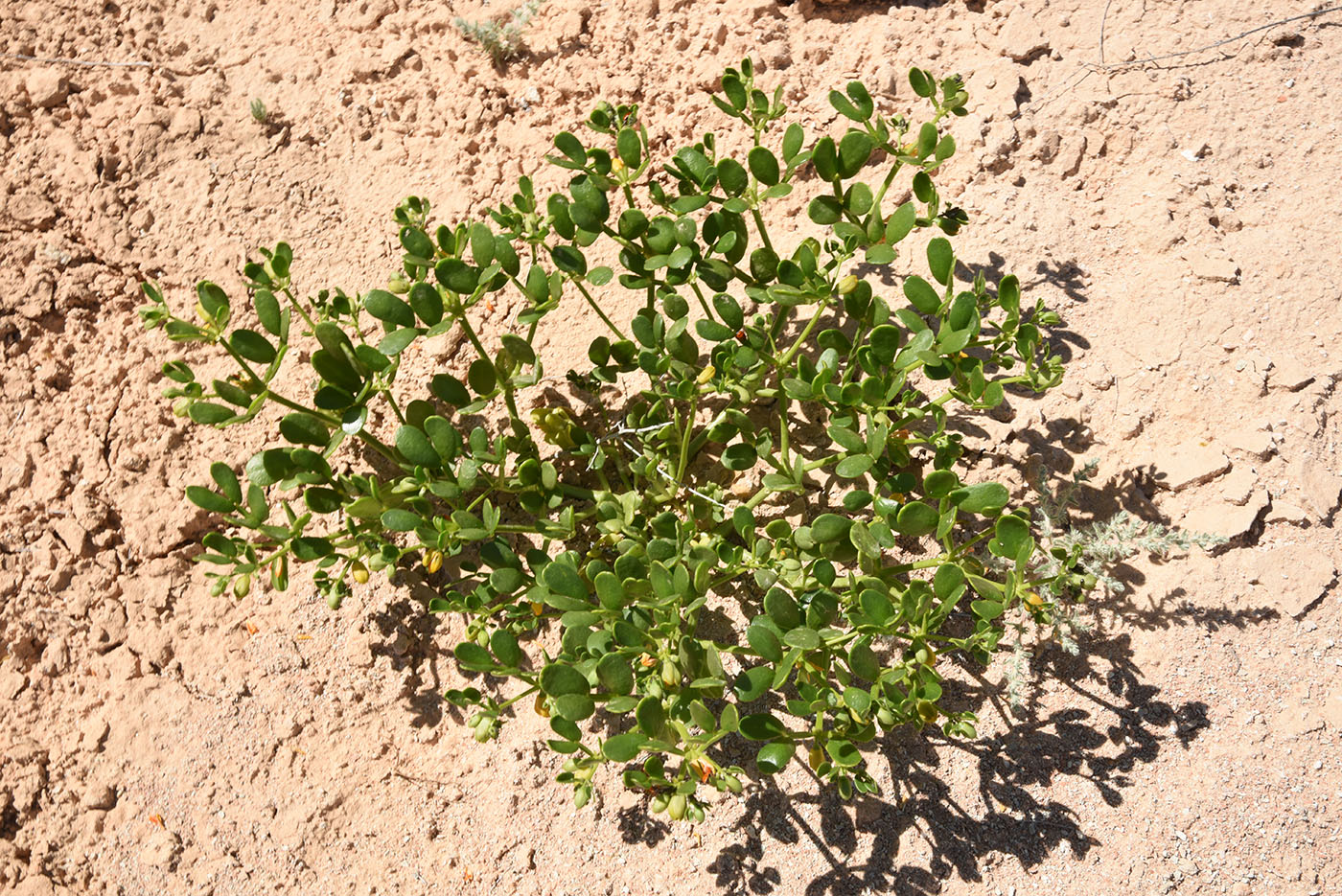 Image of Zygophyllum miniatum specimen.