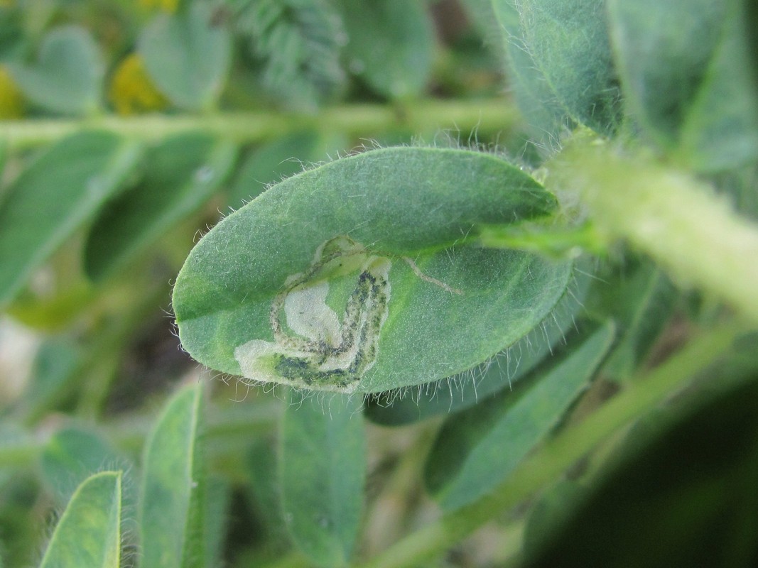 Image of Astragalus polyphyllus specimen.