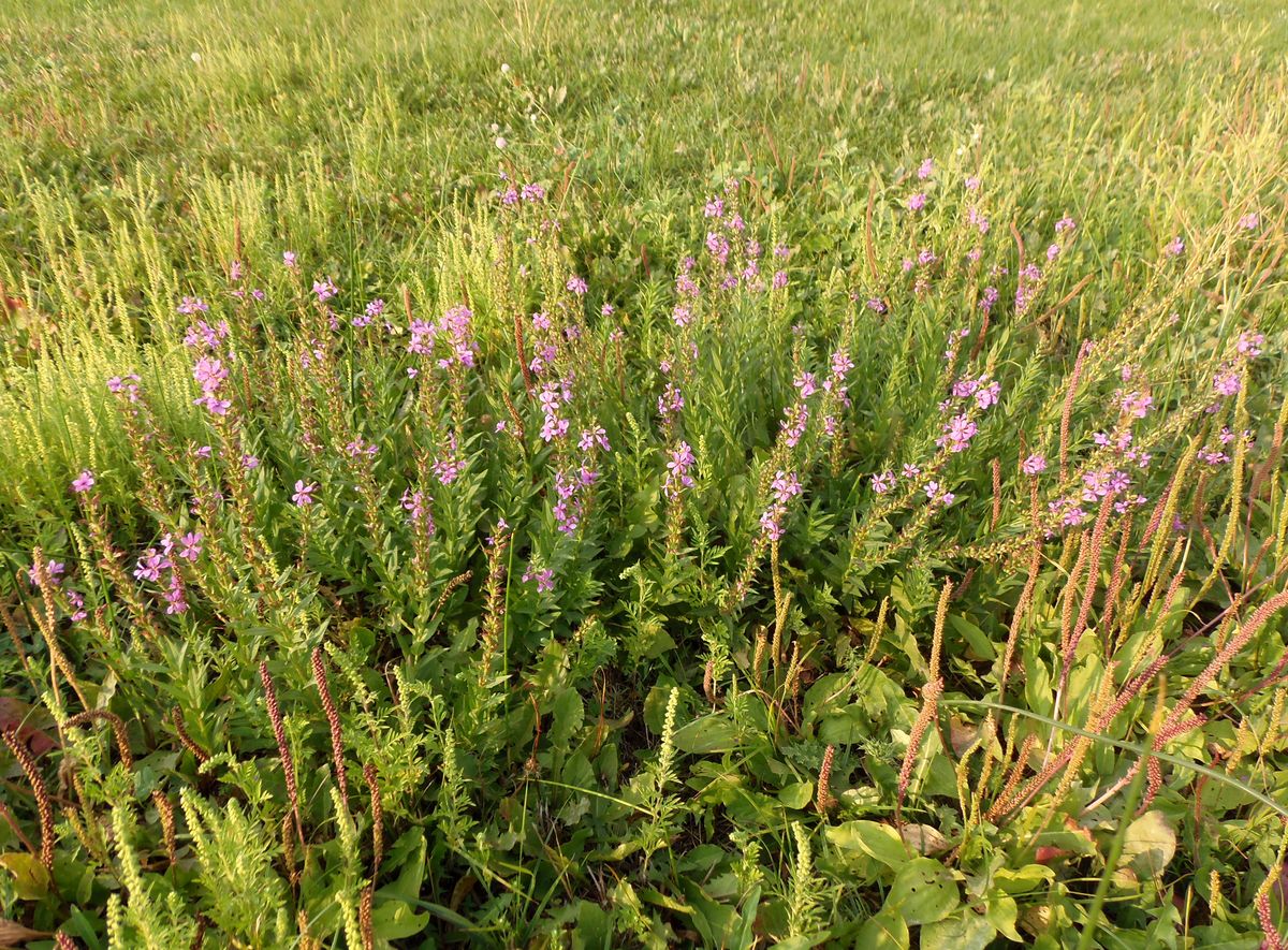 Image of genus Lythrum specimen.