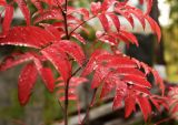 Sorbus sibirica