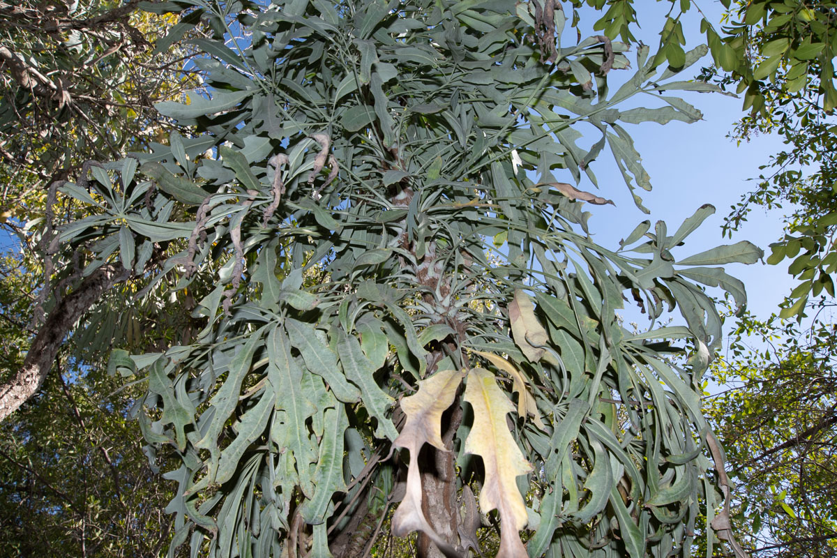 Image of Cussonia paniculata specimen.