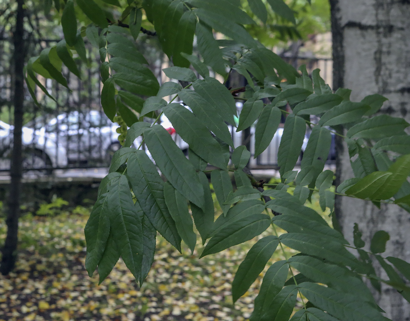 Изображение особи Pterocarya fraxinifolia.