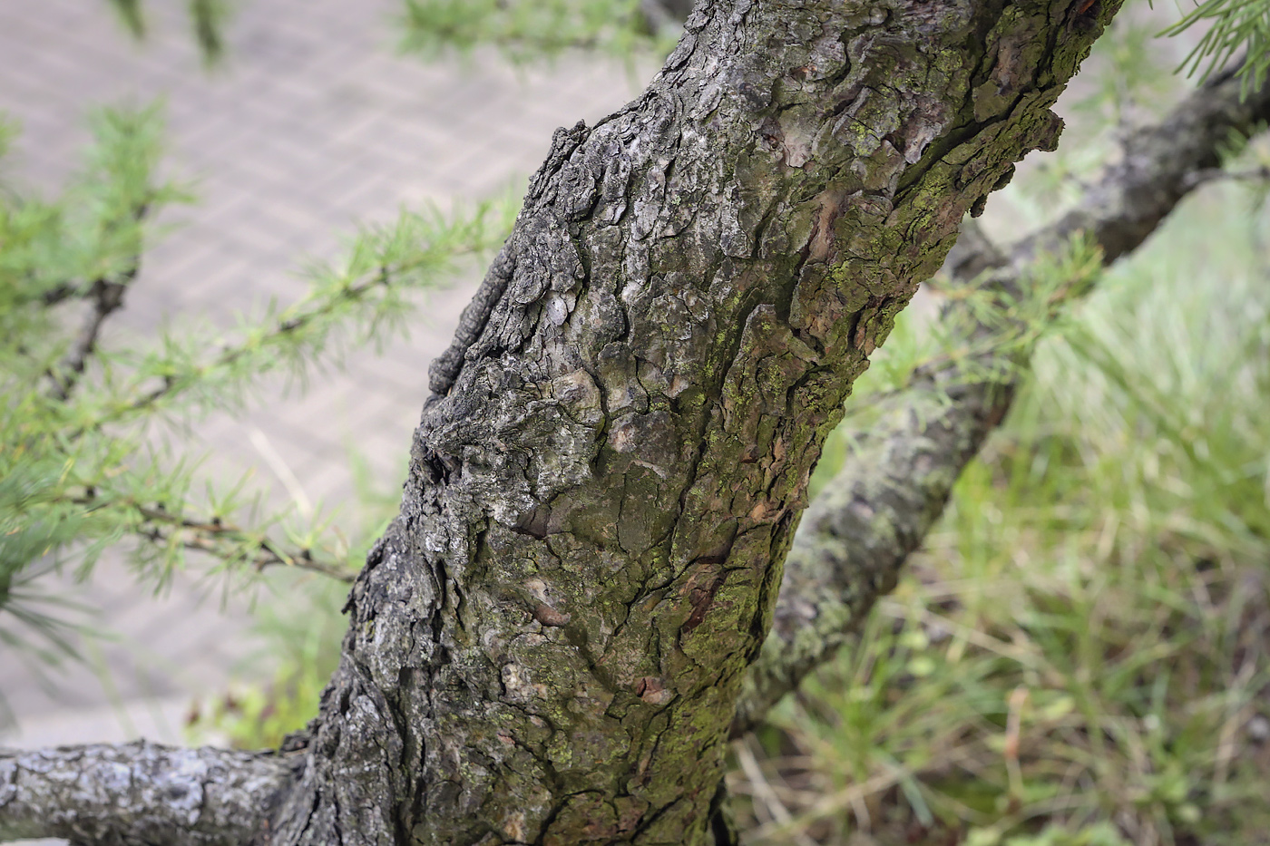 Image of Larix sibirica specimen.