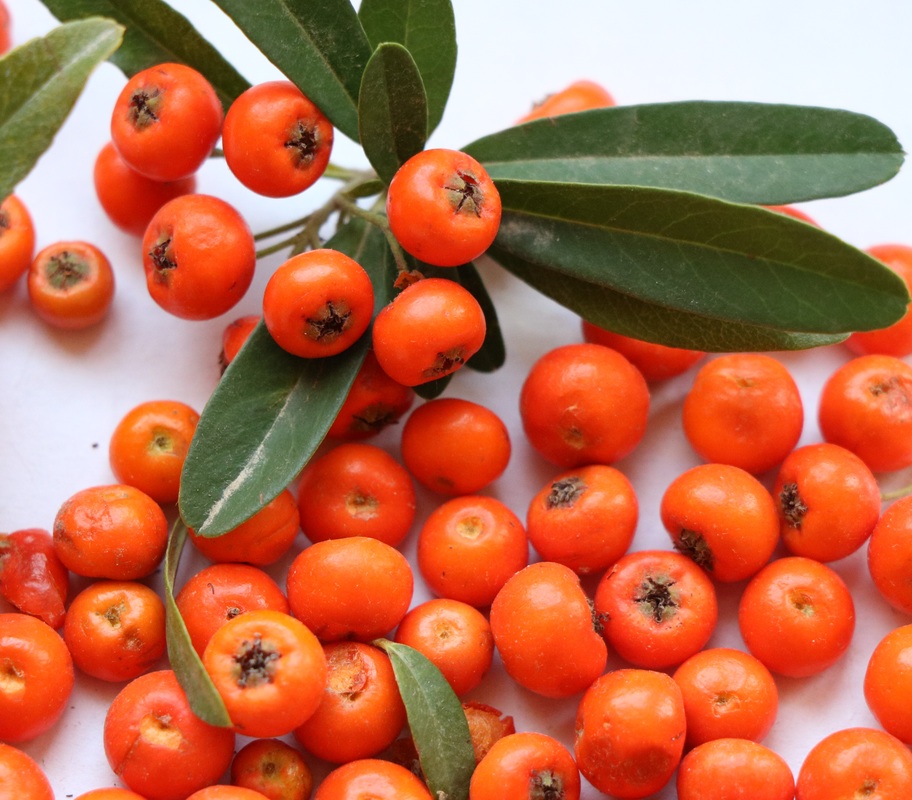 Image of Pyracantha coccinea specimen.