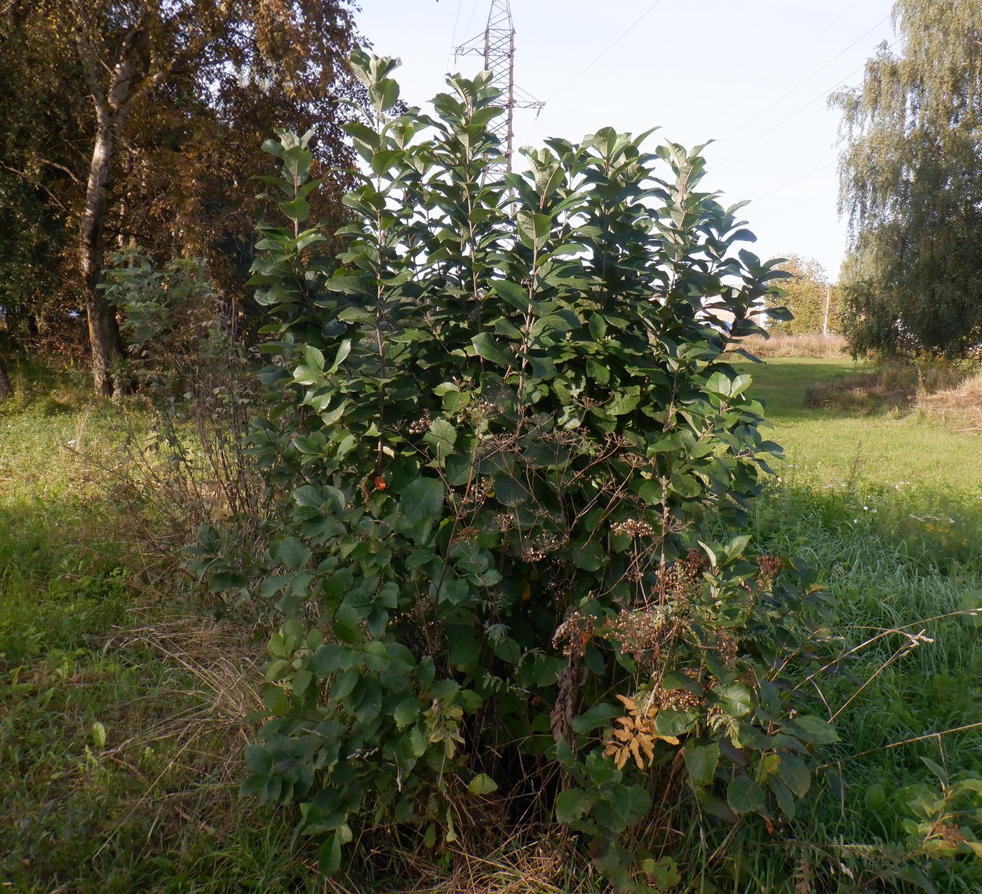 Изображение особи Padus virginiana.