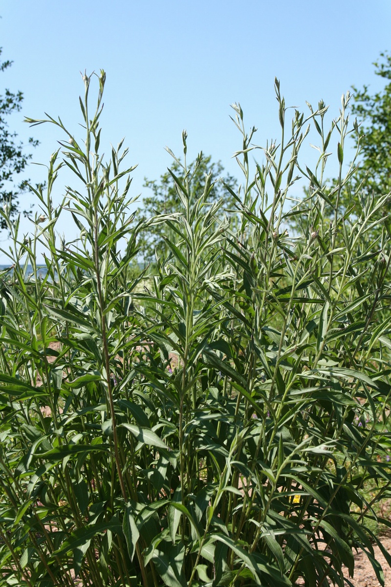 Image of Centaurea jacea specimen.