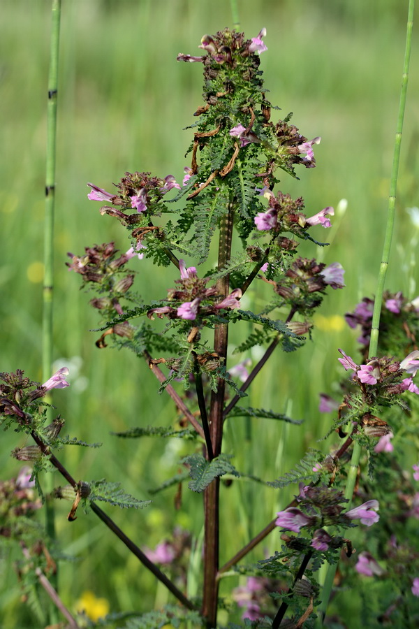 Image of Pedicularis palustris specimen.