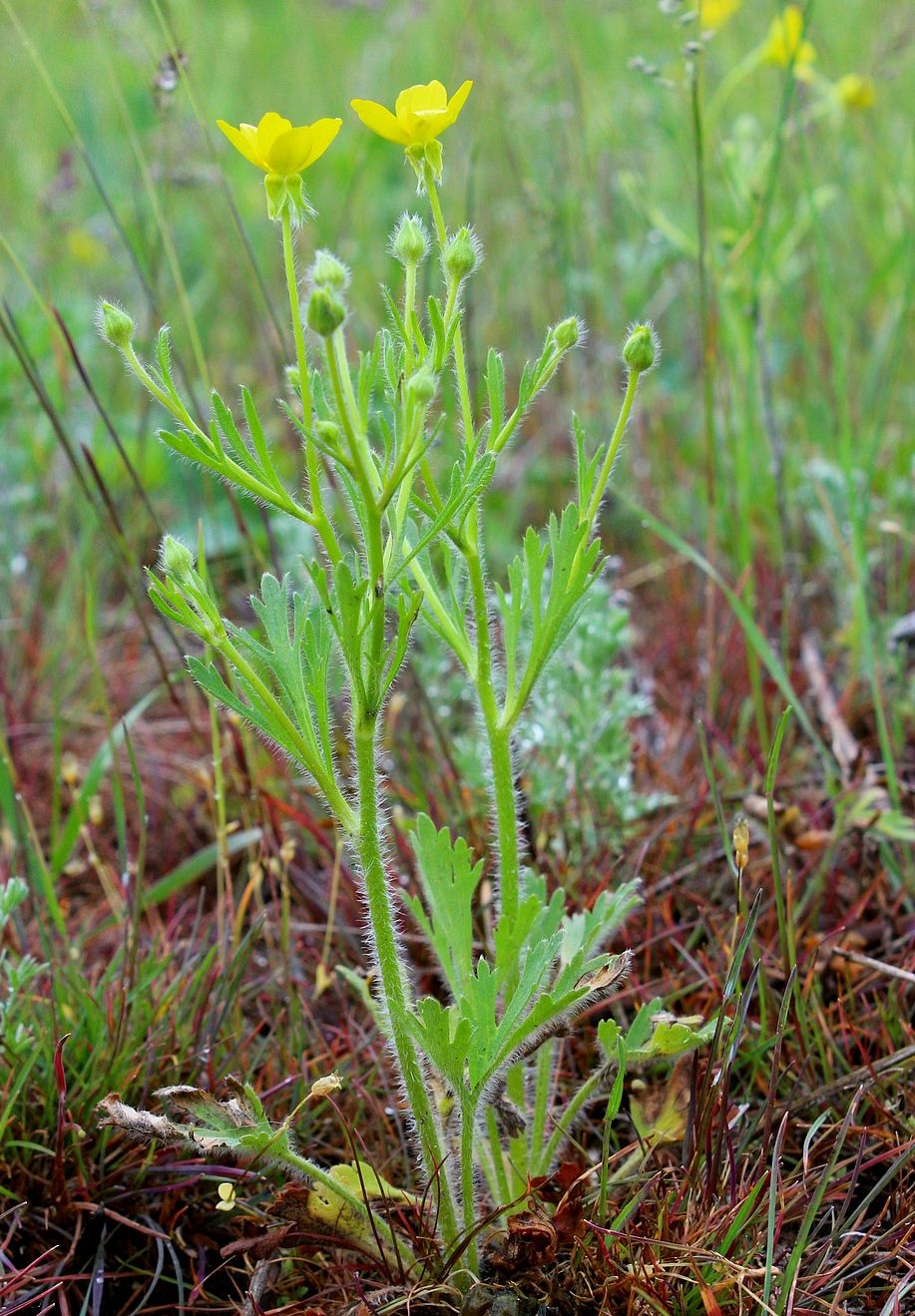 Image of Ranunculus oxyspermus specimen.