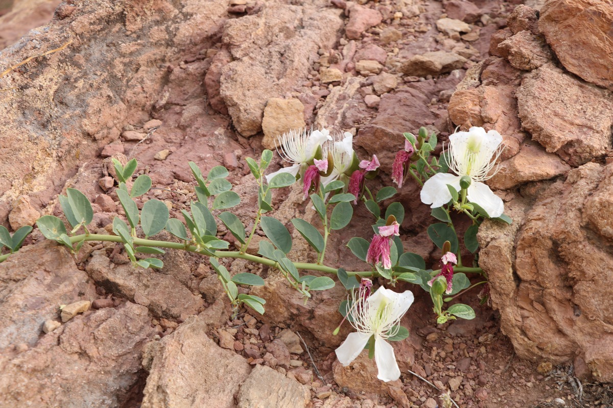 Image of Capparis herbacea specimen.