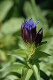 Gentiana fischeri